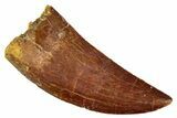 Serrated, Carcharodontosaurus Tooth - Real Dinosaur Tooth #341282-1